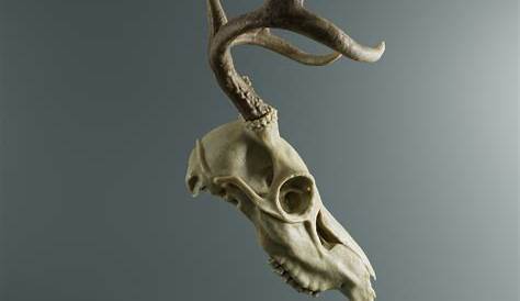 1000+ images about DEER SKULLS on Pinterest | Faux taxidermy, Deer and