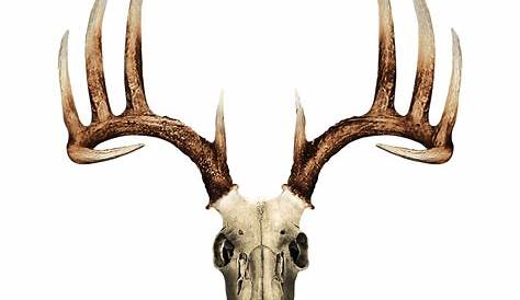 Deer Skull Clip Art, Vector Images & Illustrations - iStock