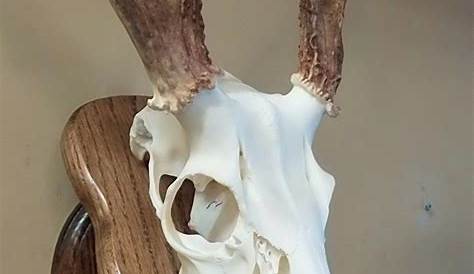 Taxidermy Supplies European Deer Skull Mount Plaque Rustic