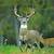 deer wallpaper free download