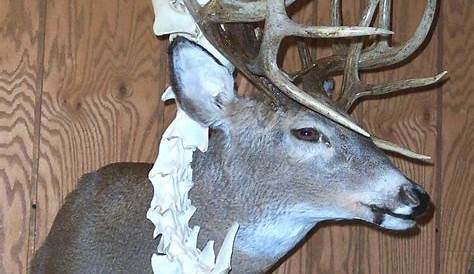 Nightmarish picture shows deer carrying rival's severed head on antlers