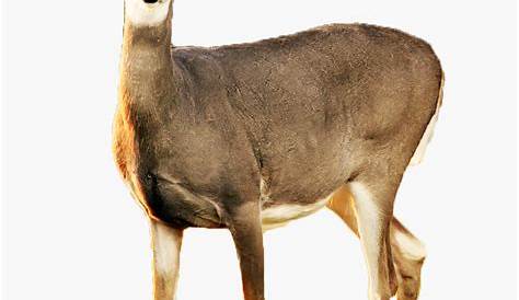 Brown Deer Standing PNG Image - PurePNG | Free transparent CC0 PNG
