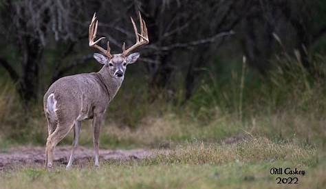 File:EASTERN WHITETAIL DEER - A DOE WITH TAIL UP, THE WHITE FLAG OF
