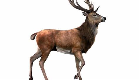 Deer on Transparent Background – Gameznet Royalty Free Stock Media