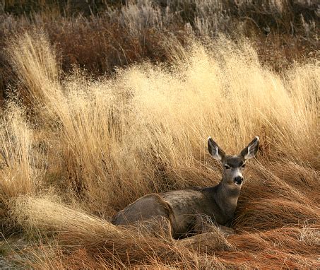 Deer Bedding Down
