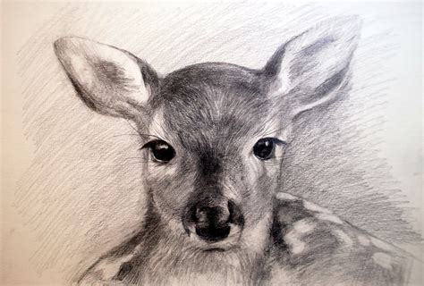 deer drawing face