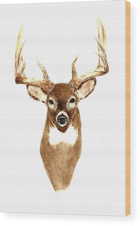 deer drawing front view
