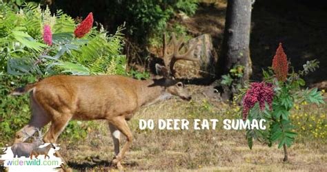Deer Eat Sumac