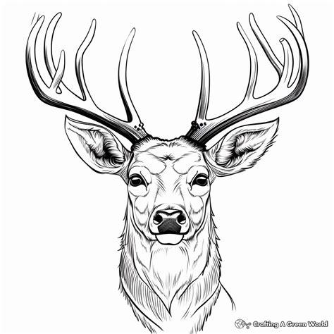 deer face coloring pages printable template