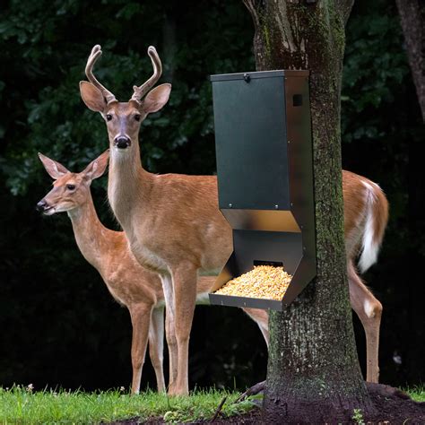 Deer Feeder Hanging