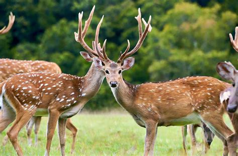 deer hunting season and regulations