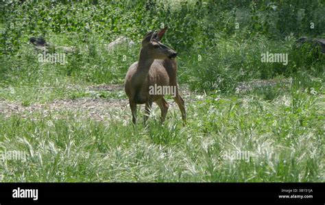 deer in griffith park