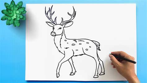 deer ki drawing