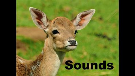 Deer making sound