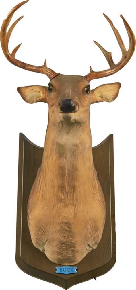 seoyarismasi.xyz:deer mount on wall talking