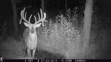 Deer Pictures On Trail Camera
