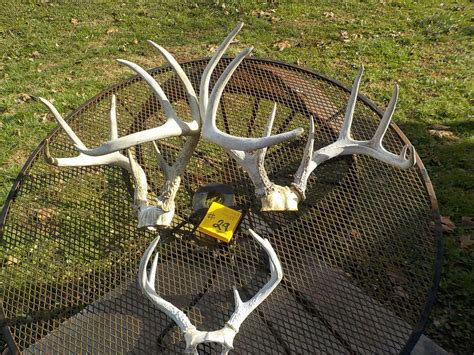Deer Rack Types