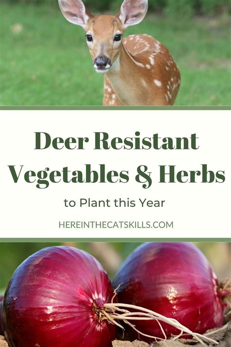 KeeWee's Garden My fenced deer proof vegetable garden