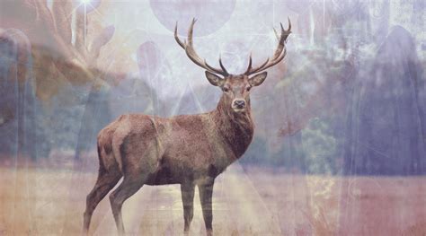 The Spiritual Meaning of Deer for Twin Flames {Powerful!} Mental