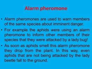Define Alarm Pheromone