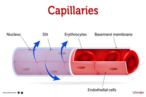 Define Capillary Tube Function