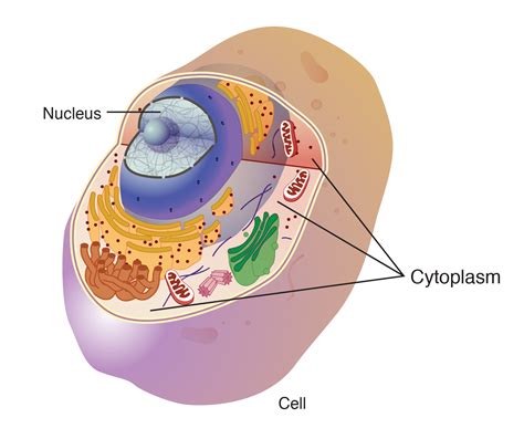 Define Cell Cytoplasm