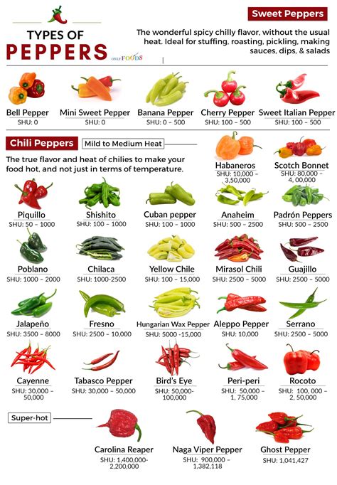 define chili pepper