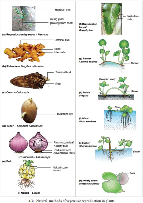 define different types of vegetative propagation with examples