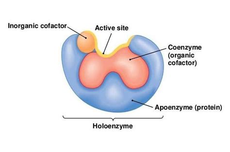 Define Enzyme Holoenzyme