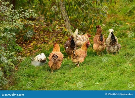 Define Flock Of Hens