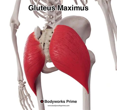 Define Gluteus Maximus