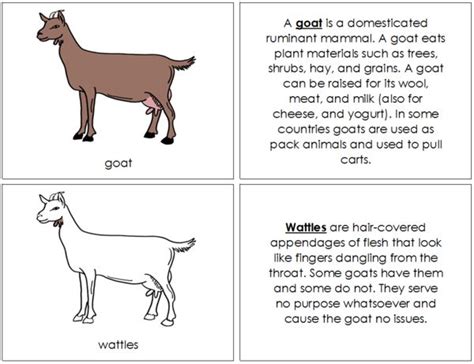 define kid goat terms