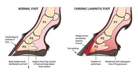Define Laminitis Horse