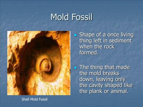 Define Mold Fossil