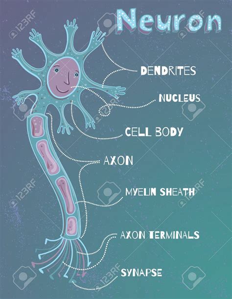 Define Neuron Kid Friendly