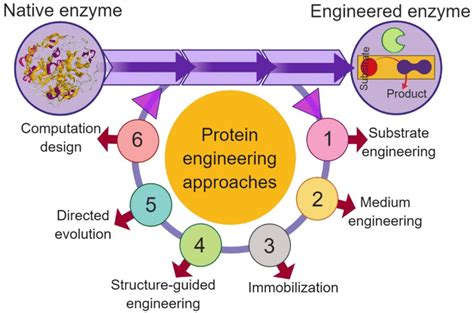 Define Protein Engineering