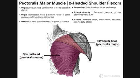 Define Protractor Muscles