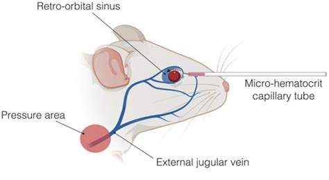 Define Retro-Orbitally
