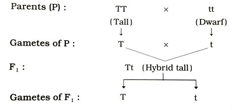 define second law of inheritance