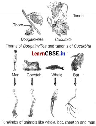 define sequential evolution class 12