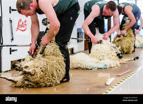 Define Shearing A Sheep