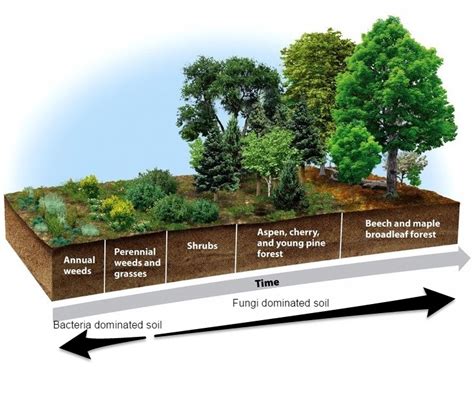 define soil building