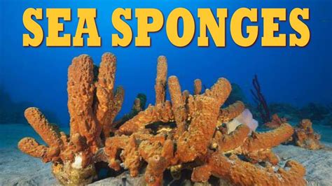 Define Sponge With Example