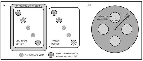 Define Stand Tending