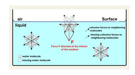 define surface tension class 11 with example