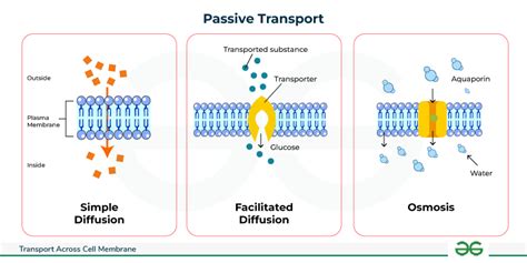 define the term passive transport