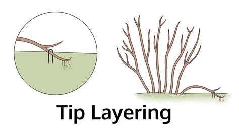 Define Tip Layering