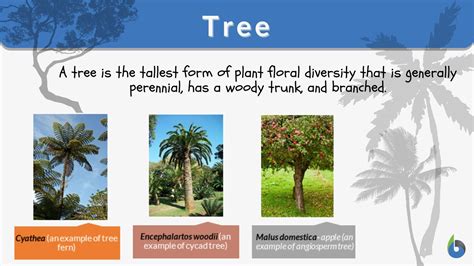 define tree chart with an example