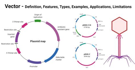 define vector give example in microbiology