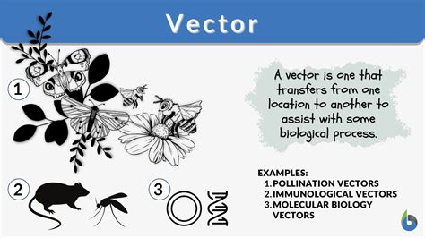 define vector with example in microbiology